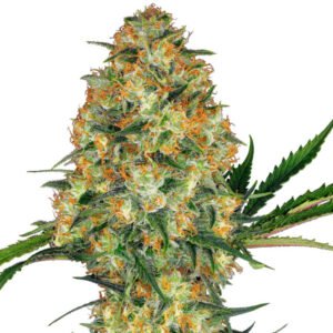 indica strain